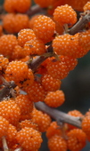 Debregeasia edulis