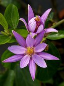 Grewia occidentalis