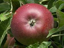 Kleinwüchsige Obstbäume